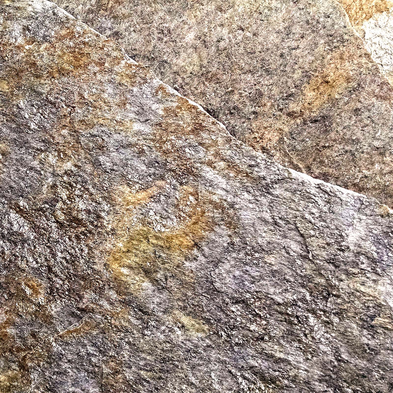 Buckskin Alpine Closeup