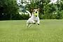 Emerald Green Turf - happy dog