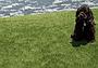 Viridian Green Turf Roll dog friendly