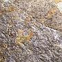 Buckskin Alpine Closeup